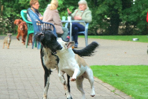 Hundewiese Eickhorst